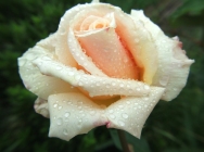 rose-bud-1306629