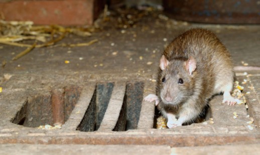wanderratte, rattus norvegicus, common rat, brown rat, norway rat